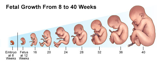 First Trimester