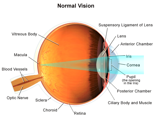 Your vision  How the eye works
