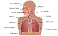 Ilustración del sistema respiratorio humano