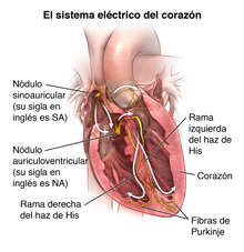 Ilustración del sistema cardíaco