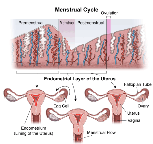 Menstrual Cycle: An Overview - Stanford Medicine Children's Health
