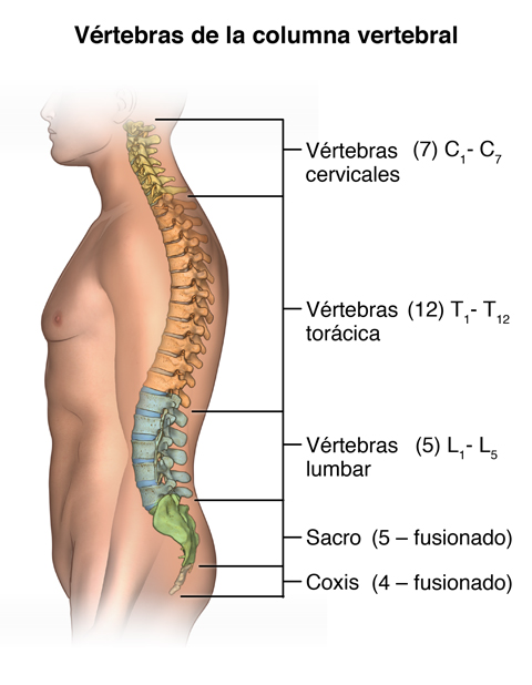 Huesos de la Columna Vertebral