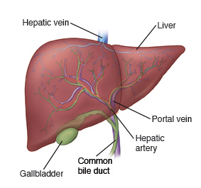 digestive system liver diagram