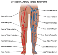 Ilustración del aparato circulatorio de la pierna