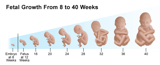 Understanding the Third Trimester of Pregnancy