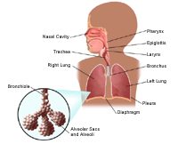 respiratory system model for kids