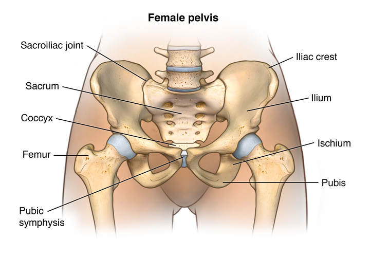 female pelvis bones anatomy