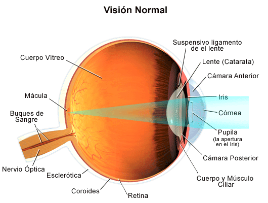 visi-n-normal