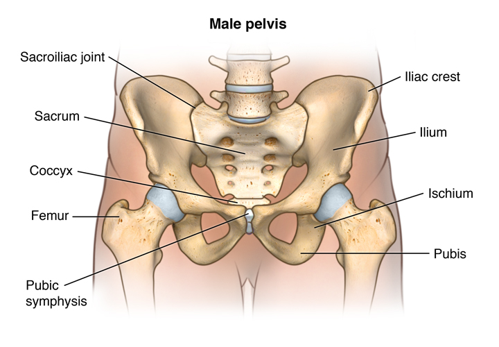 Hip and Pelvic Bone Anatomy - Ilium - Sacrum - Pubis