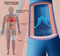 Ilustración de la anatomía de una vena, en la que se ven las válvulas