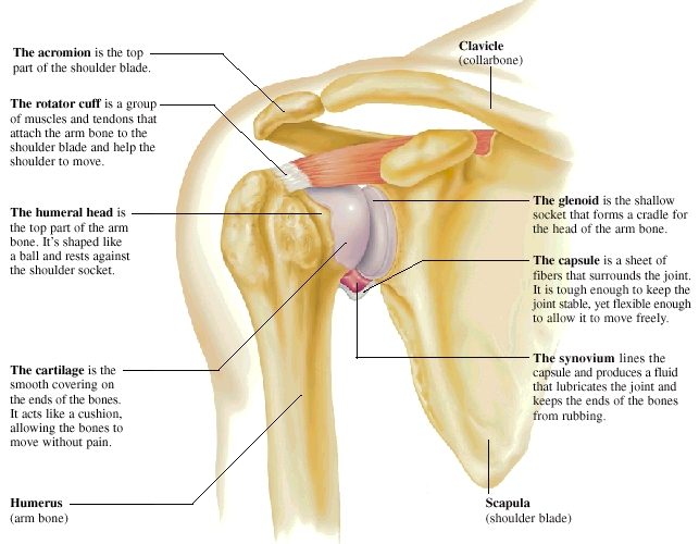 Common Injuries Of The Shoulder